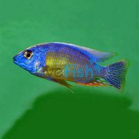 Protomelas Chimoto Red 5cm