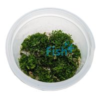 Monte Carlo Green Tissue Culture