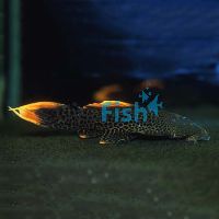 L600 Leopard Cactus Pleco 5cm