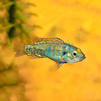 Egyptian Mouth Brooder 3cm