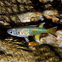 Pacific Blue Eye Daintree 4cm