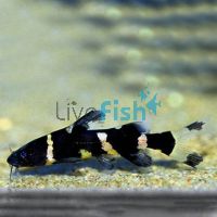 Bumble Bee Catfish 8cm 