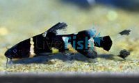 Bumble Bee Catfish 4cm