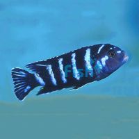Pseudotropheus Demasoni 5cm