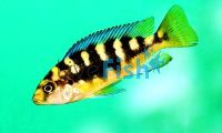Bumble Bee Cichlid 10cm