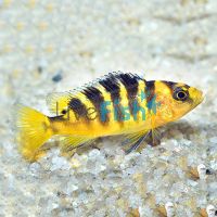  Bumble Bee Cichlid 5cm