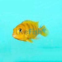 Lombardoi 3.5cm