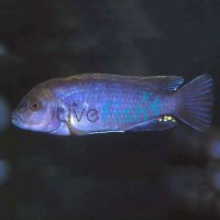Pseudotropheus Perspicax 4cm