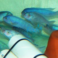 Pseudotropheus Pindani 5cm