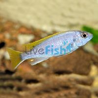Pseudotropheus Aceii 3.5cm