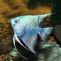Smokey Blue Angelfish 6cm