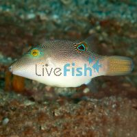 Puffer-Blue Dot - Medium