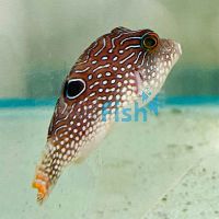 Peacock Puffer - Medium
