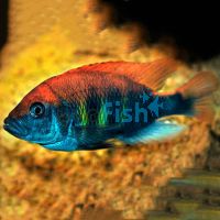 Flame Back Cichlid 4cm