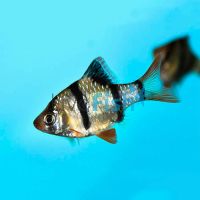 Tiger Barb 5cm