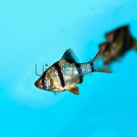 Tiger Barb 3cm
