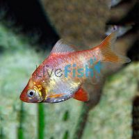 Transparent Golden Tiger Barb 4cm