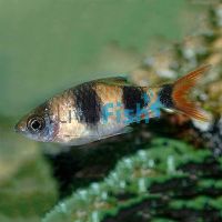 Arulius Barb - Wild 5cm