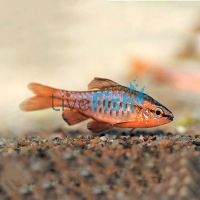 Cherry Barb 3.5cm