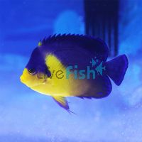 Purple Mask Angelfish - Medium