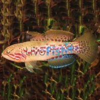 Purple Spotted Gudgeon 4cm - Upper Tully