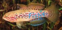 Purple Spotted Gudgeon Clohesy River 3.5cm