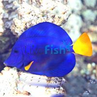Purple Tang - Medium