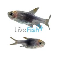 Purple Harlequin Rasbora 3cm