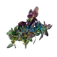 Purple Waffle - Bunch