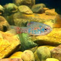 Southern Pygmy Perch 3cm