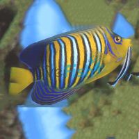 Yellow Belly Regal Angelfish - Medium