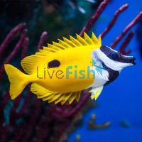 Rabbitfish Foxface One Spot - Medium