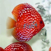 Rafflesia Discus 9cm