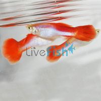 Male Rainbow Neon Guppy 3.5cm