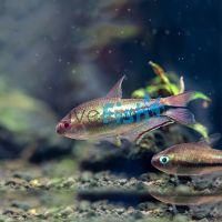 Rainbow Emperor Tetra - Wild Caught 3cm