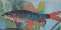 Rainbow Shark 12cm