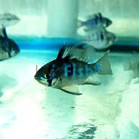 Ramirezi Blue-Black 4cm