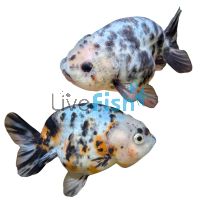 Ranchu - Cow Select 12cm