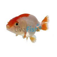 Red & White Ranchu 4cm