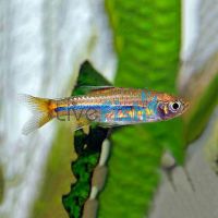 Blue Line Rasbora 3cm 