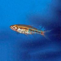Red Tail Rasbora 2cm