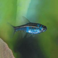 Red Line Rasbora 3.5cm 