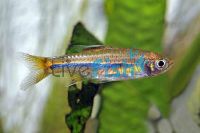 Sarawak Rasbora 3.5cm