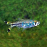 Black Scissortail Rasbora 6cm 
