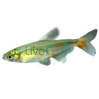 Rathbuni's Bloodfin Tetra 3.5cm