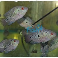 Flowerhorn (Blue Pearl) 5cm