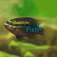 Red-Breasted Flag Cichlid 3.5cm