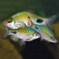 Red Fin Black Spot Barb 7cm