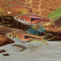 Red Rasbora Hengeli 3cm