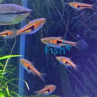Red Rasbora Hengeli 1cm